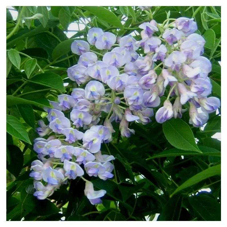 blue-moon-wisteria-2gal-jf Blue Moon Wisteria - 2Gal (Jf)