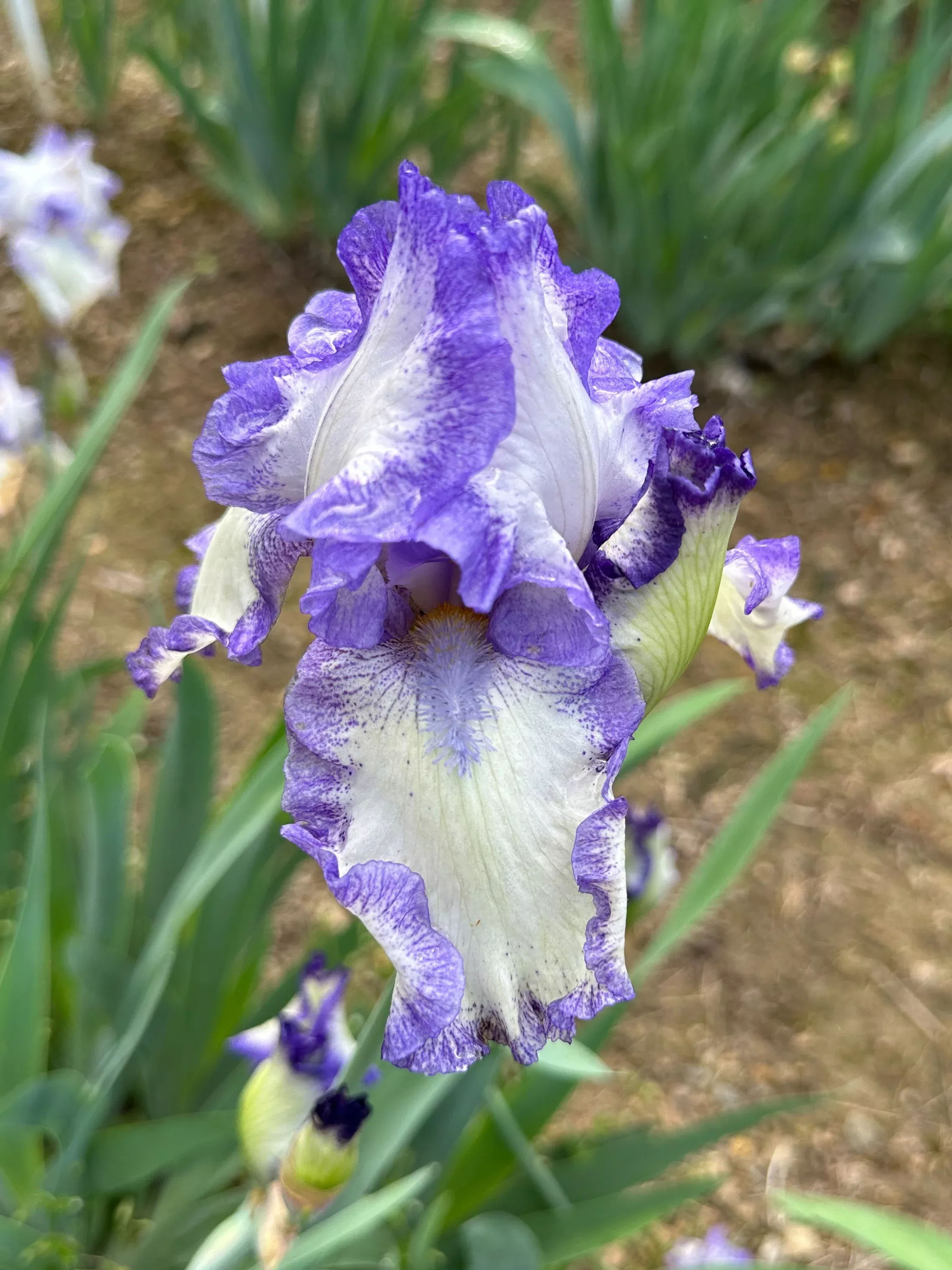 Blue Petticoats