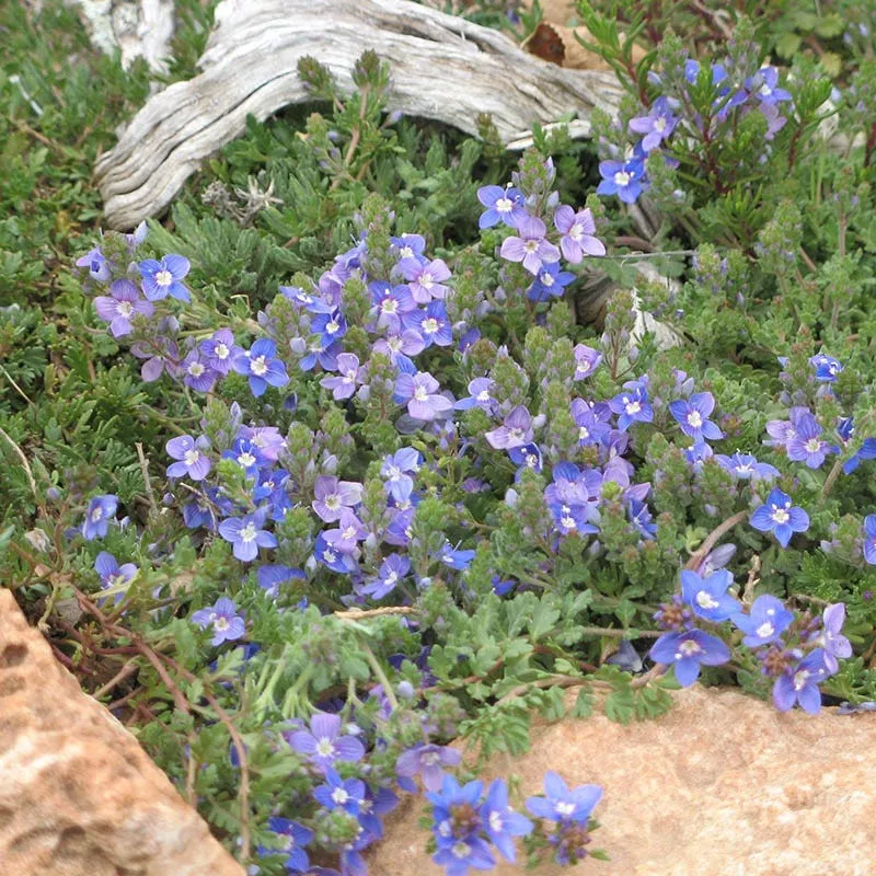 blue-reflection-veronica Blue Reflection Veronica