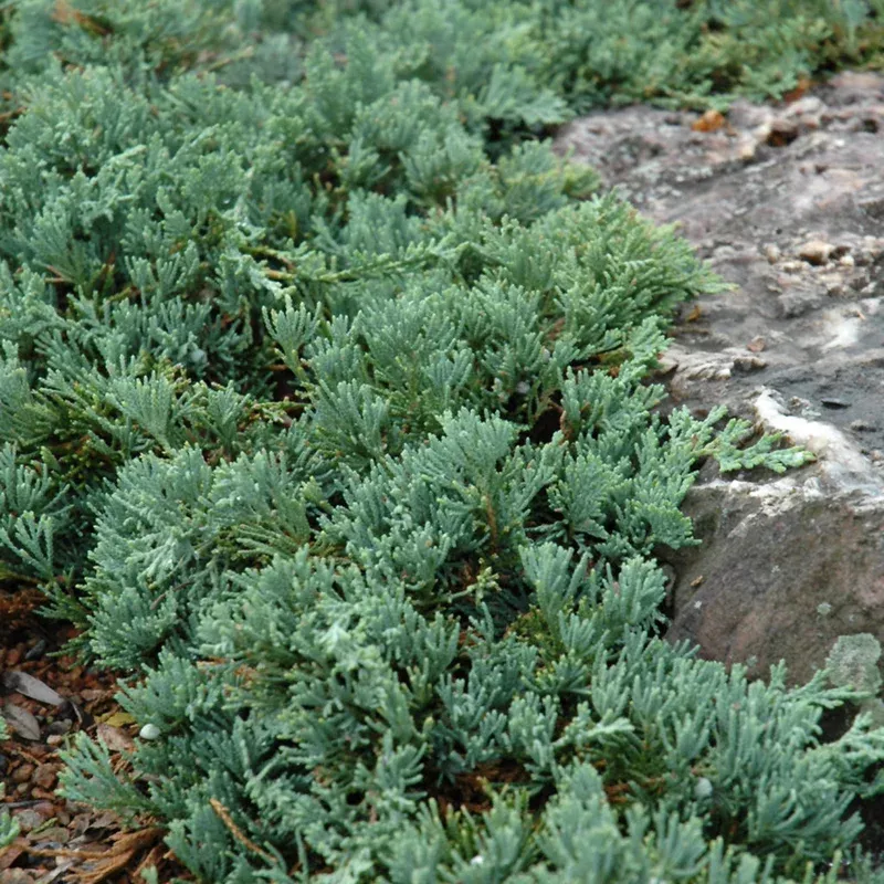 blue-rug-juniper-2-container Blue Rug Juniper # 2 Container