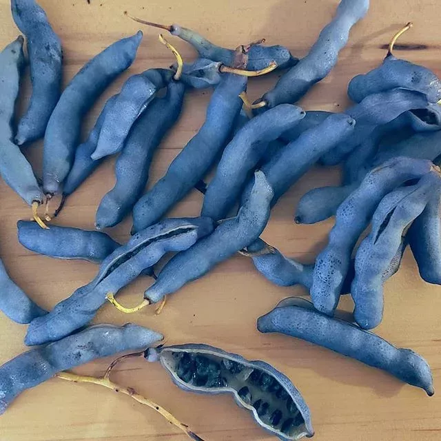 blue-sausage-tree-dead-man-s-fingers Blue Sausage Tree (Dead Man's Fingers)