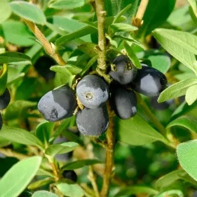blue-sea-honeyberry Blue Sea™ Honeyberry