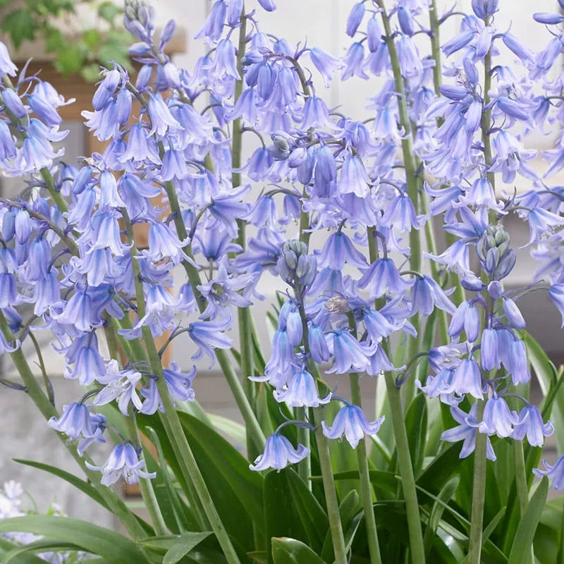 blue-spanish-bluebells Blue Spanish Bluebells