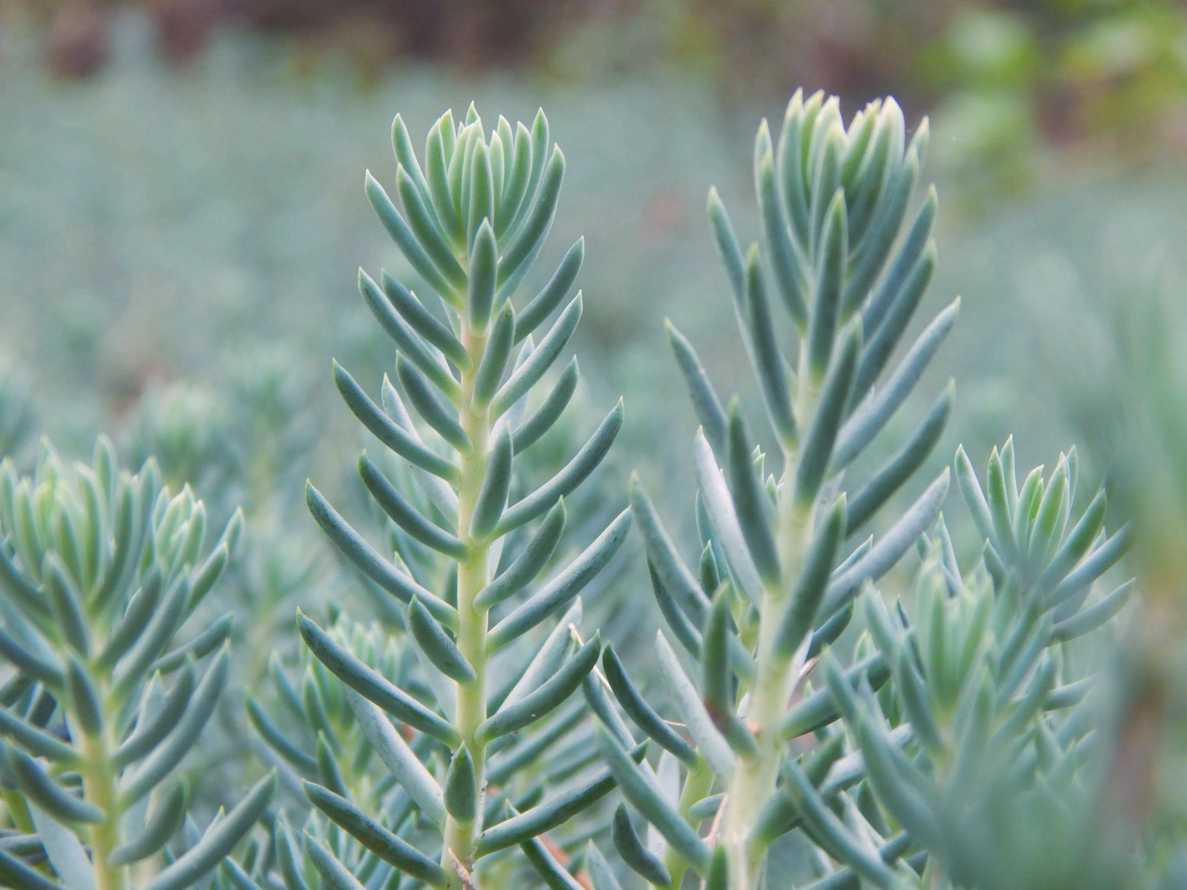 blue-spruce-sedum Blue Spruce Sedum