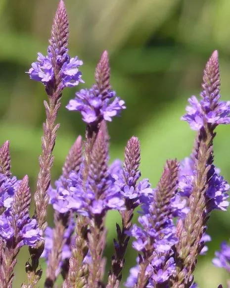 blue-vervain Blue Vervain