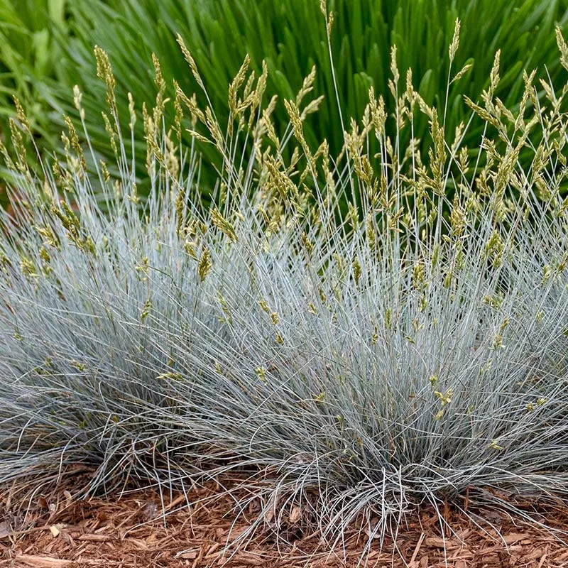 blue-whiskers-fescue-grass Blue Whiskers Fescue Grass