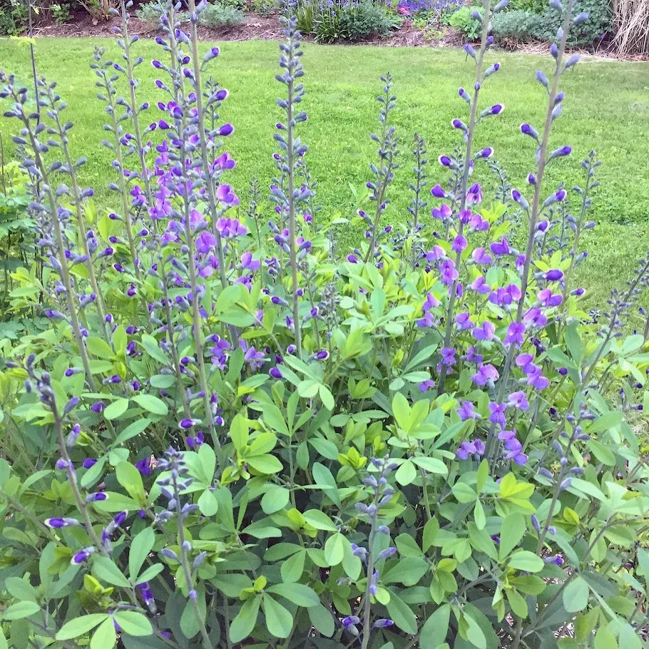 blue-wild-indigo-baptisia-australis Blue Wild Indigo (Baptisia australis)