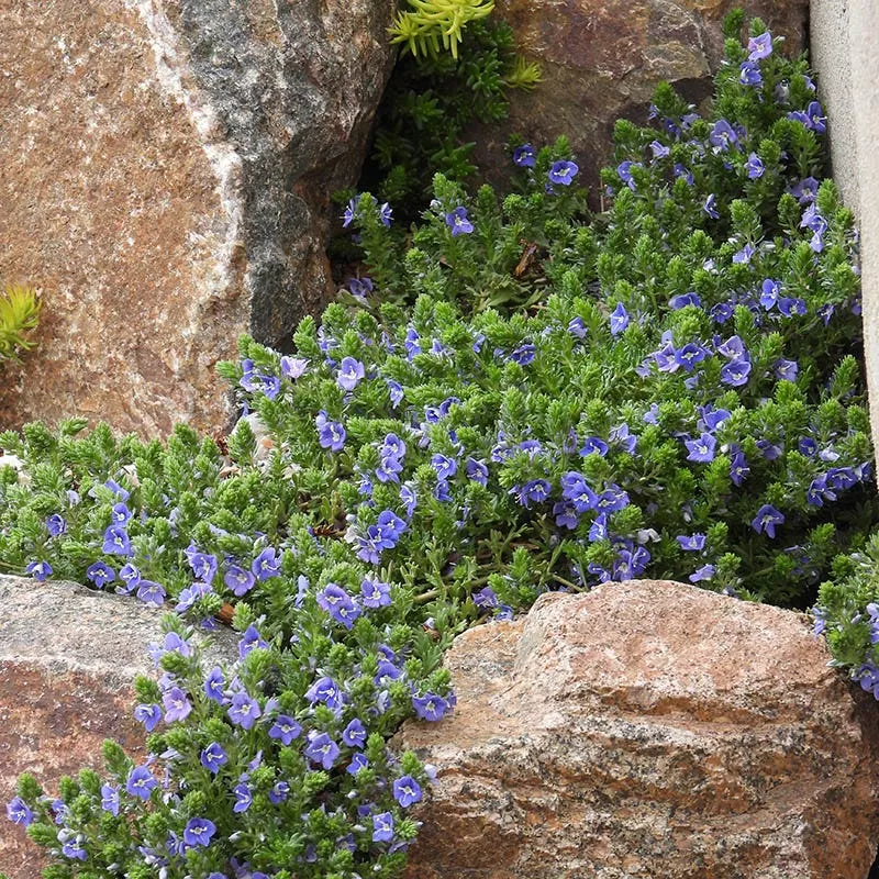 blue-woolly-veronica Blue Woolly Veronica