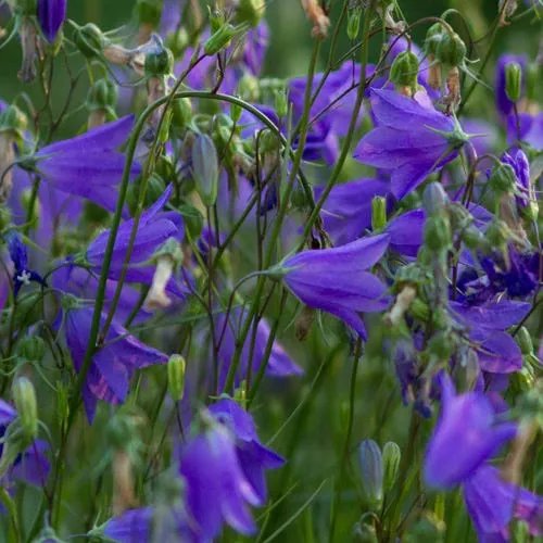 bluebell-bellflower-campanula Bluebell Bellflower (Campanula)