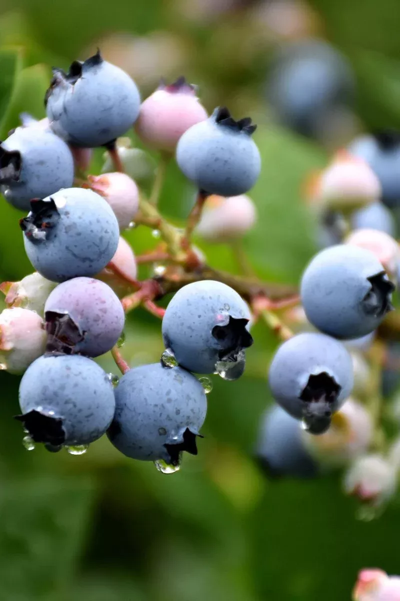 Blueberry, Bluecrop