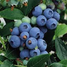 blueberry-chippewa-1gal-bl Blueberry: 'Chippewa' 1Gal (Bl)