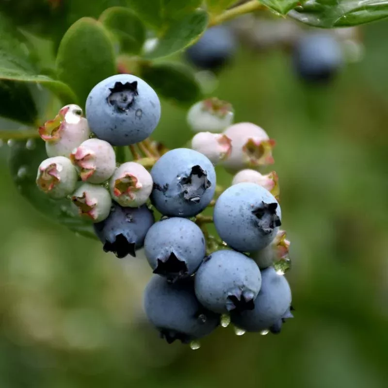 Blueberry, Duke