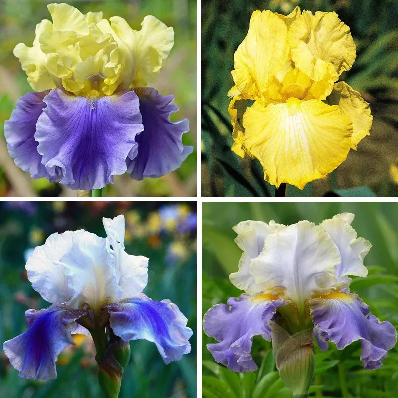 Blueberry Lemonade Bearded Iris Collection