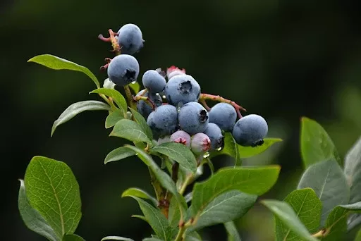 blueberry-northland-2-gal-vn Blueberry "Northland" - 2 gal (VN)