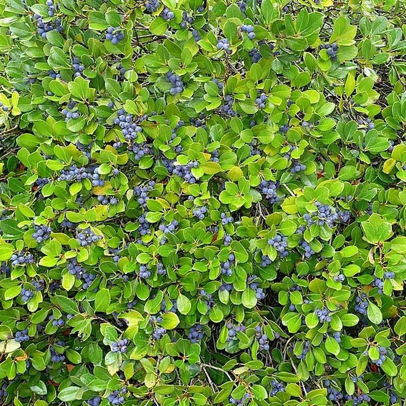 Blueberry 'Star'
