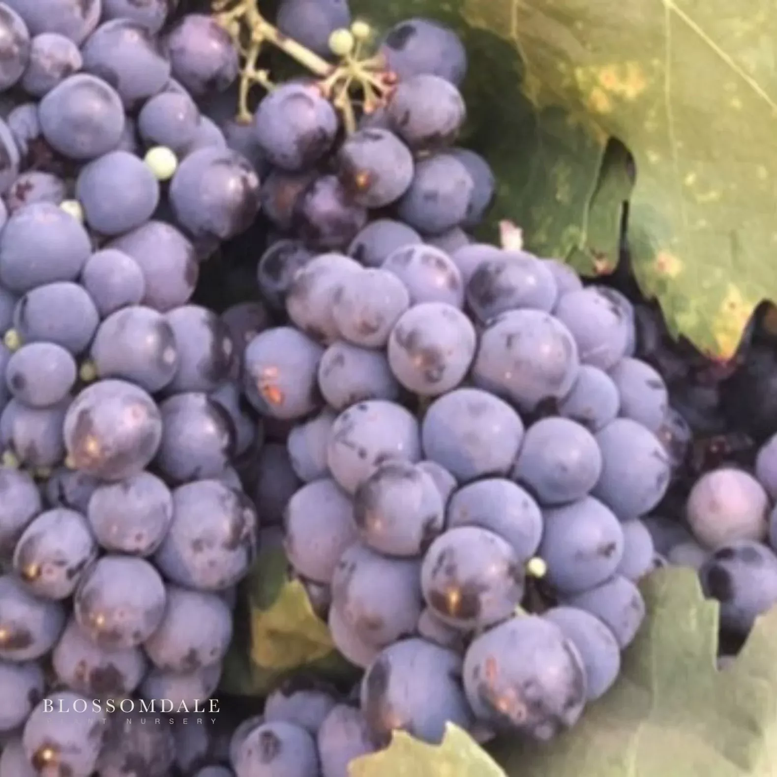 blueberry-table-grape-vine Blueberry Table Grape Vine