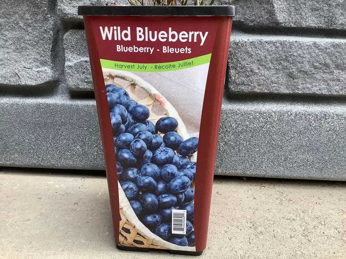 Blueberry: Wild - 1g