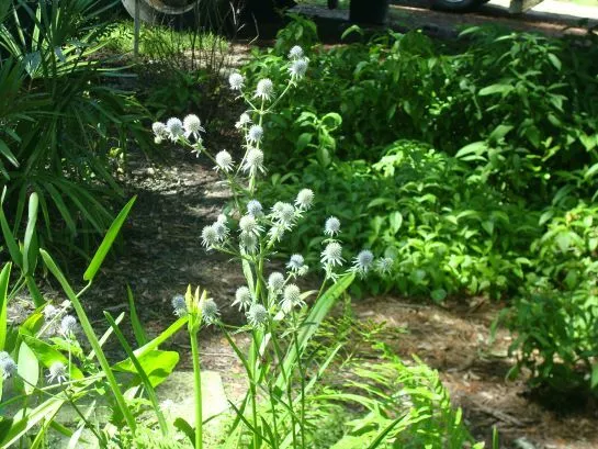 Blueflower Eryngo (Eryngium)