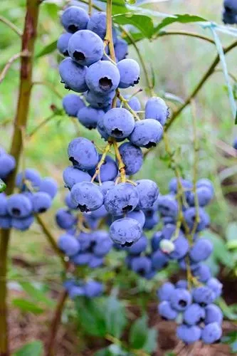 bluegold-blueberry Bluegold Blueberry