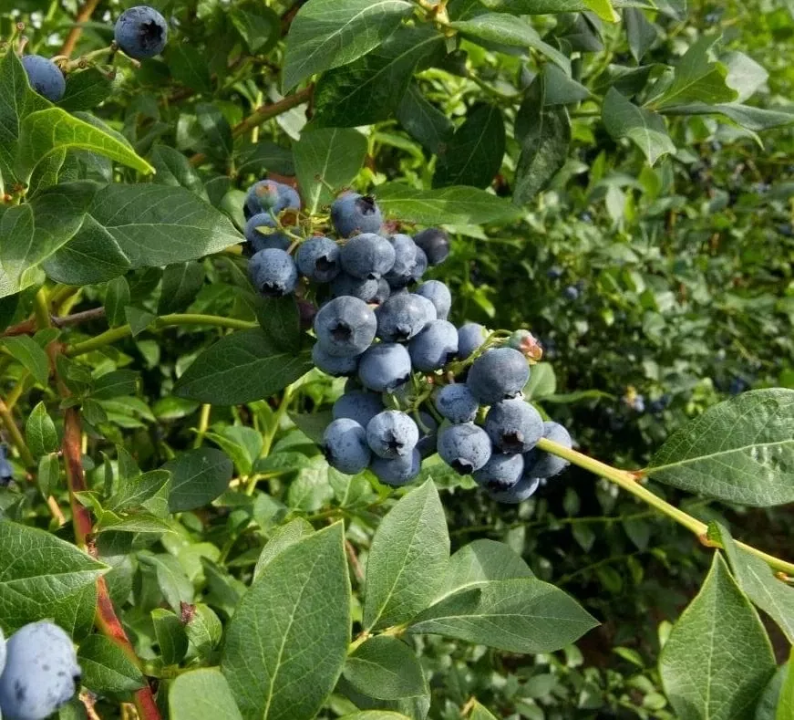 bluejay-blueberry Bluejay Blueberry