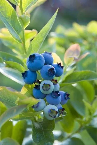 blueray-blueberry Blueray Blueberry