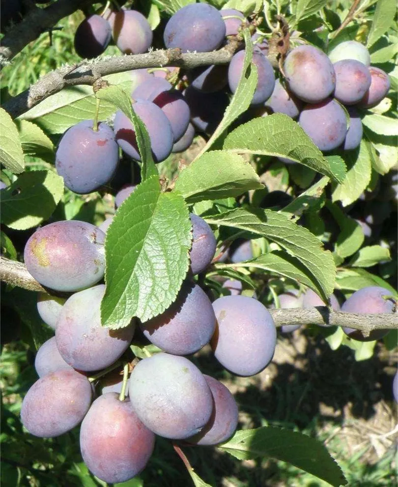blues-jam-european-plum Blues Jam European Plum