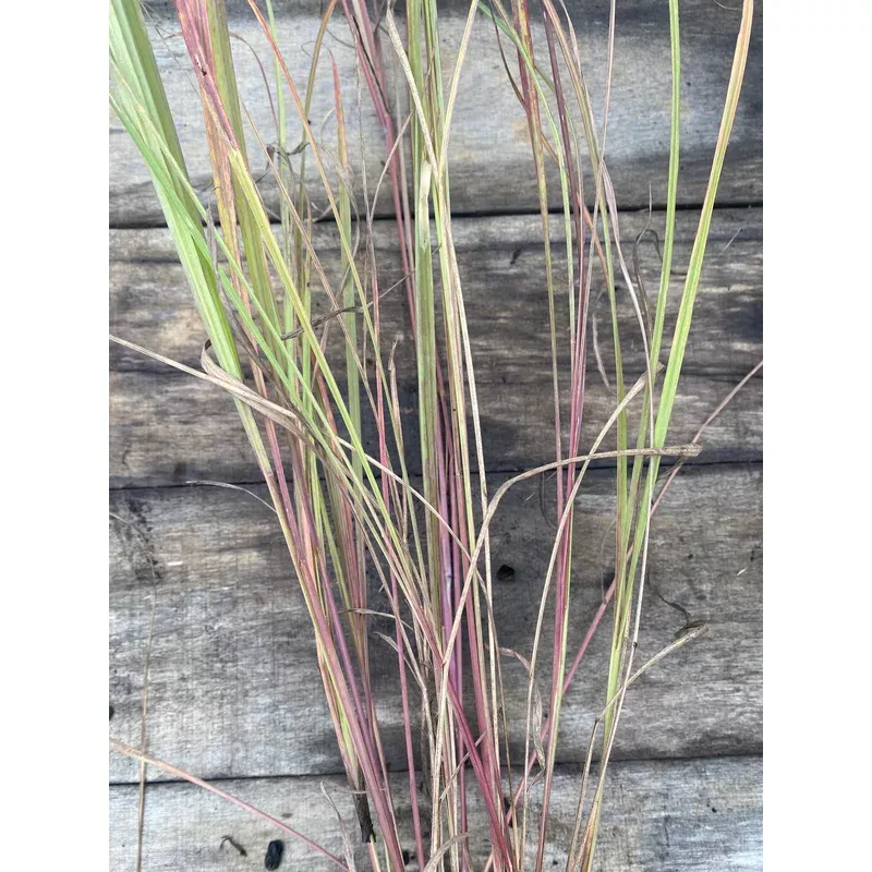 bluestem-big Bluestem, Big