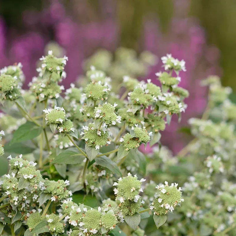 blunt-mountain-mint Blunt Mountain Mint