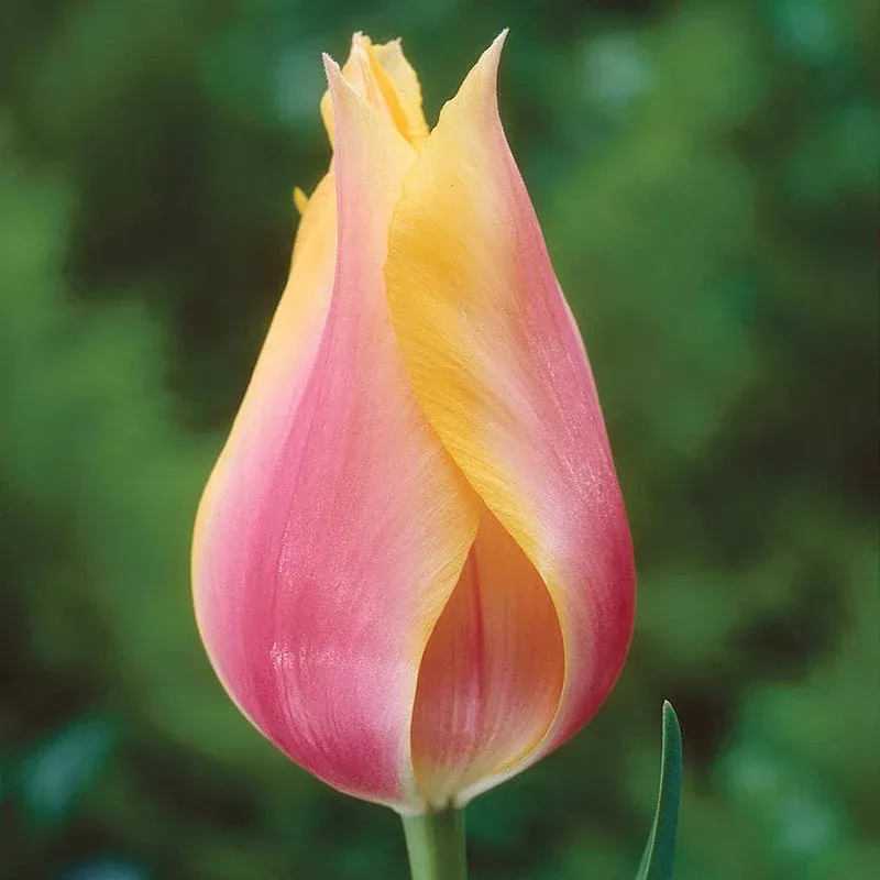 blushing-beauty-single-late-tulip Blushing Beauty Single Late Tulip