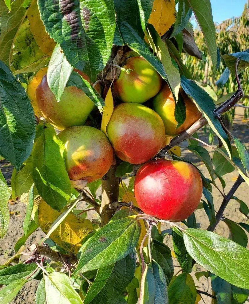 blushing-delight-urban-columnar-apple Blushing Delight™ Urban™ Columnar Apple