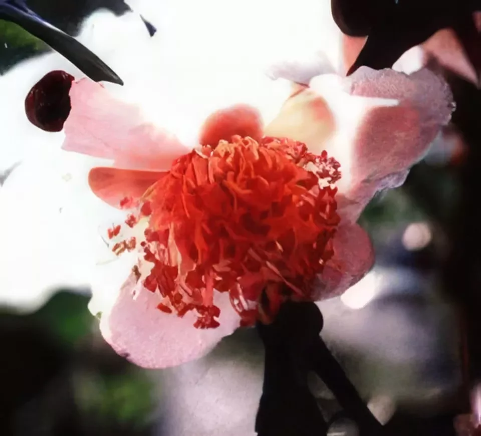 blushing-maiden-tea Blushing Maiden Tea