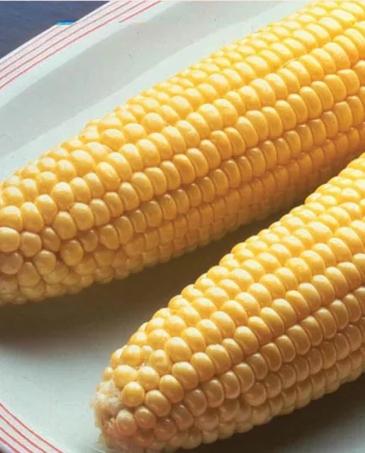bodacious-corn Bodacious Corn