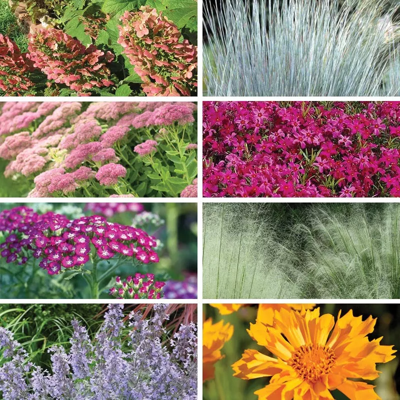 bold-beauty-curb-appeal-pre-planned-garden Bold Beauty Curb Appeal Pre-Planned Garden