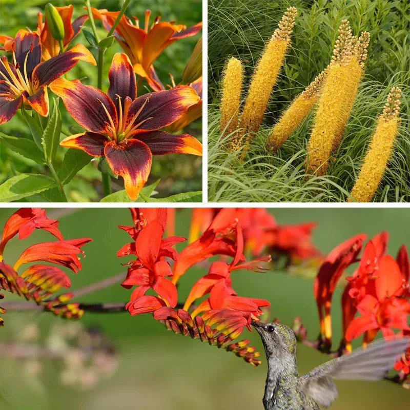 Bold & Hardy Summer Blooms Bulb Collection