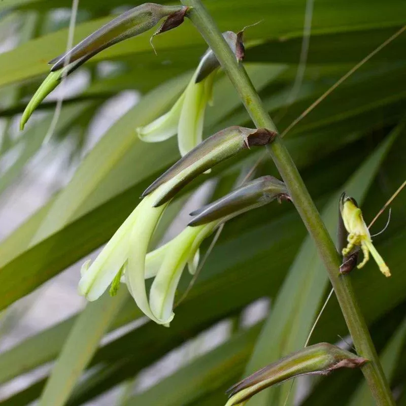 bolivian-puya Bolivian Puya