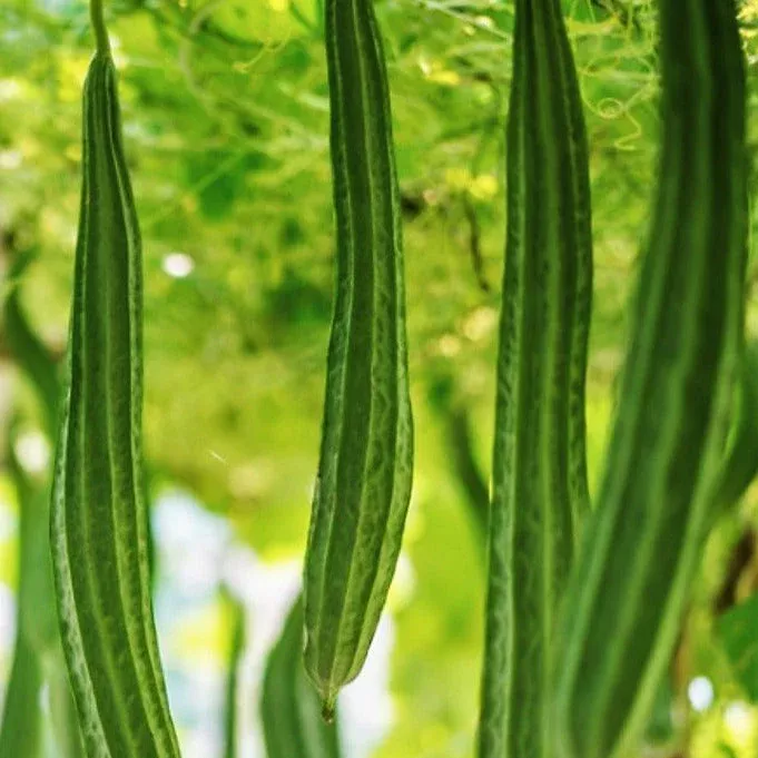bonanza-angled-luffa-gourd Bonanza Angled Luffa Gourd
