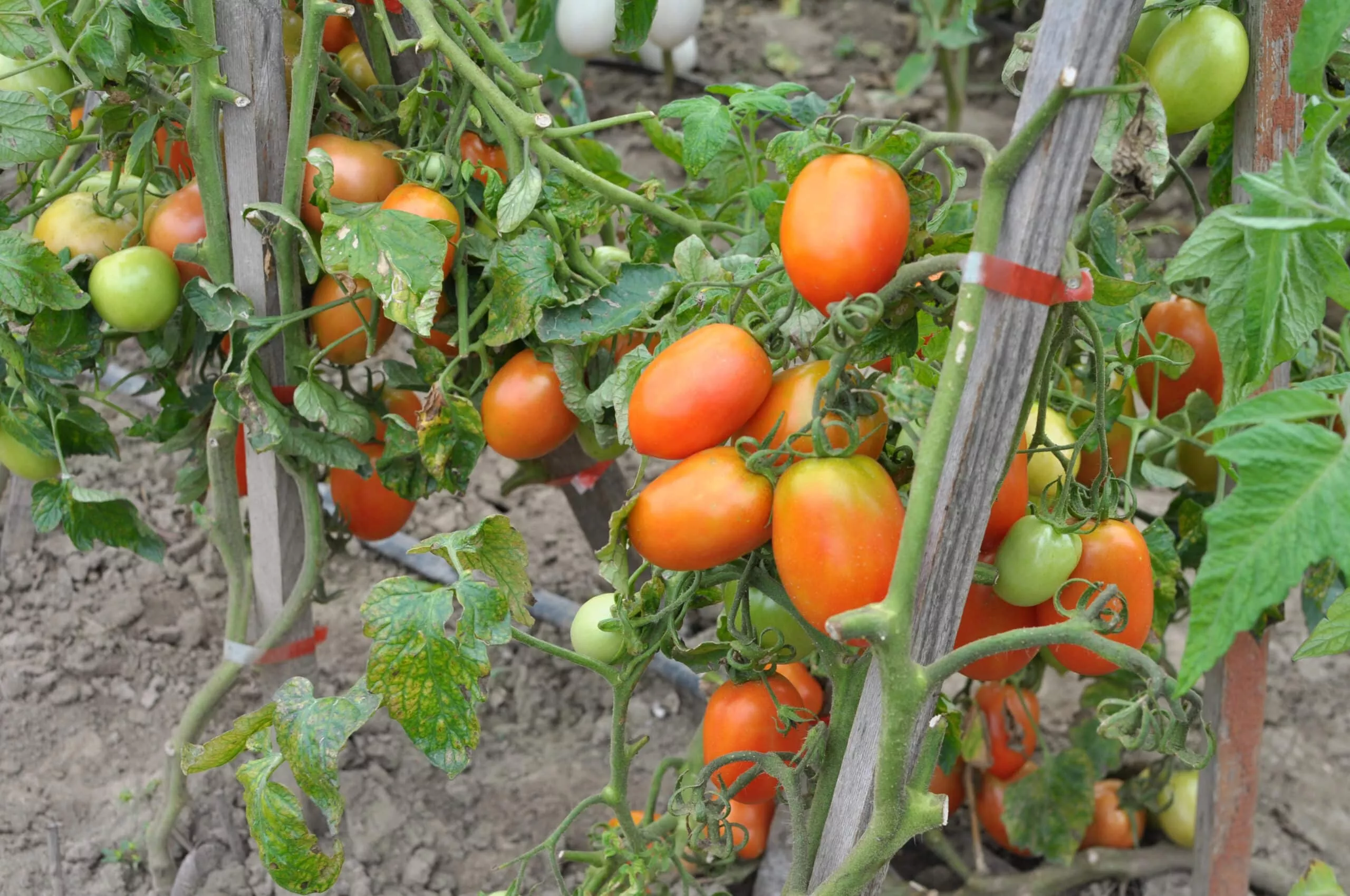 bone-meal-fertilizer-add-to-potting-soil-strong-root-development-tomatoes-pepper Bone Meal Fertilizer | Add to Potting Soil | Strong Root Development | for Tomatoes, Peppers, and Bulbs (20 Pounds)