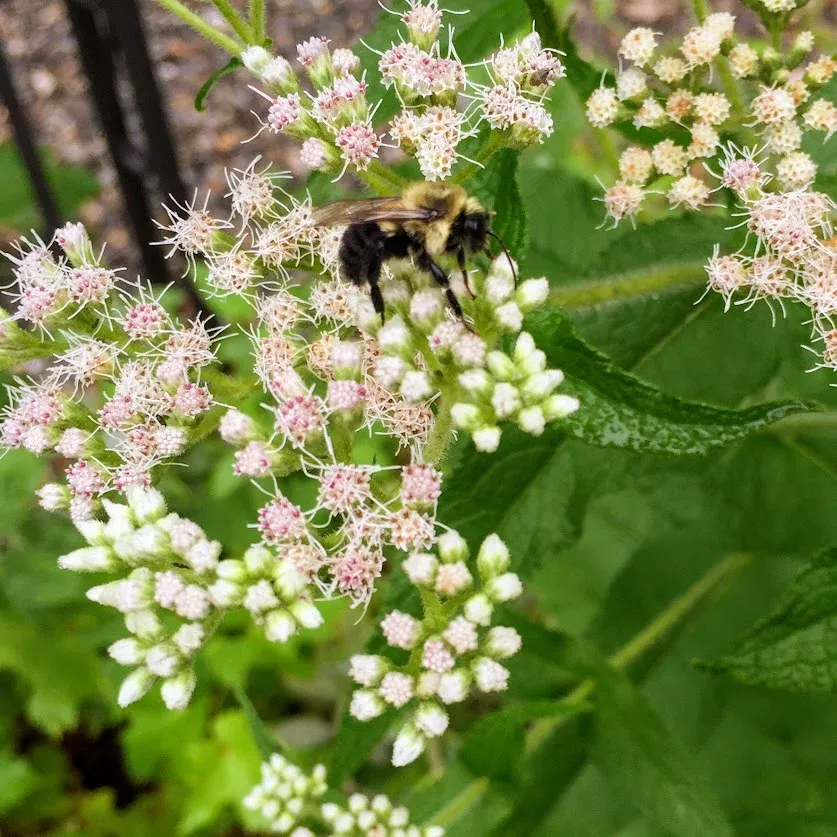 boneset-eupatorium-perfoliatum Boneset (Eupatorium perfoliatum)