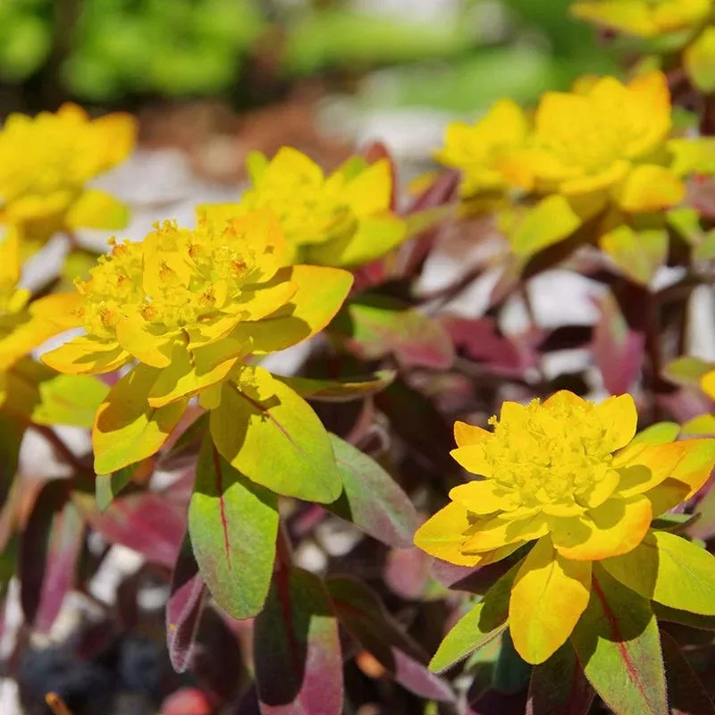 bonfire-euphorbia Bonfire Euphorbia