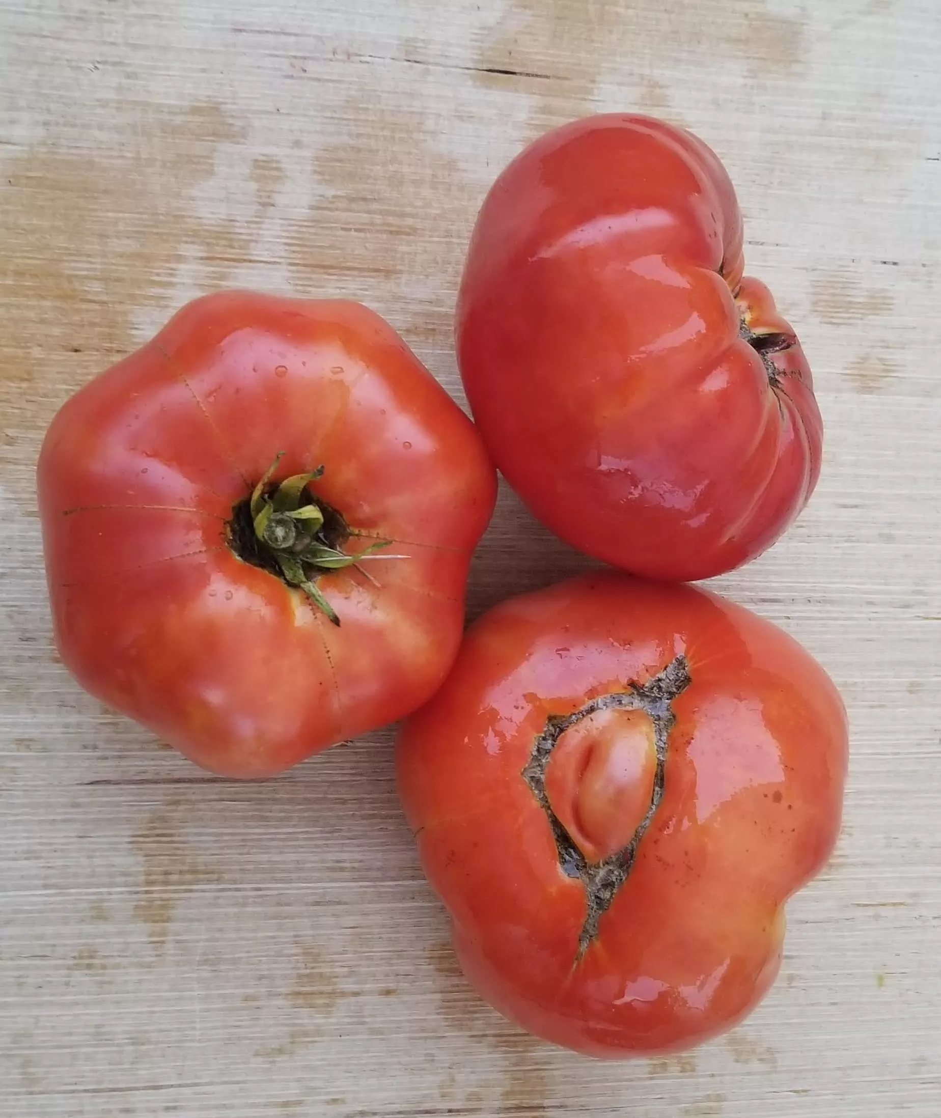 Bonny Best Tomato