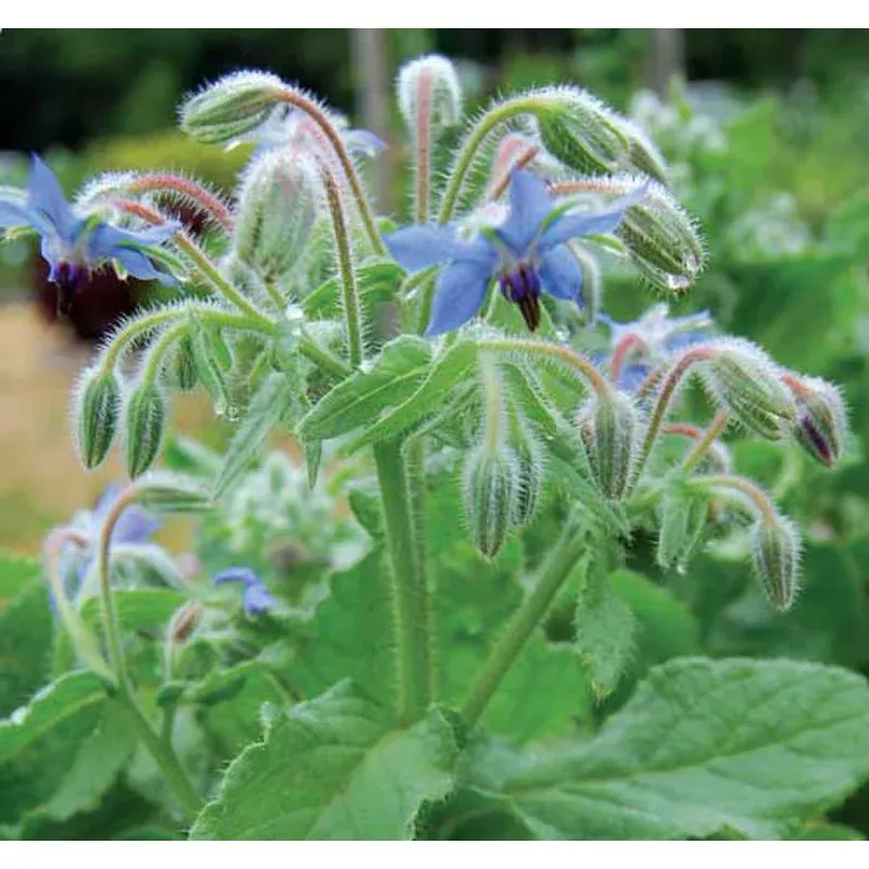 Borage - Borago officinalis Seeds
