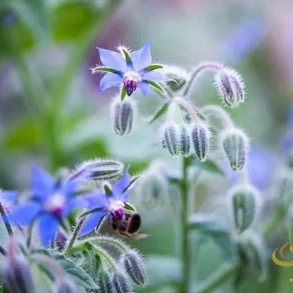 Borage (Starflower) Flower seeds