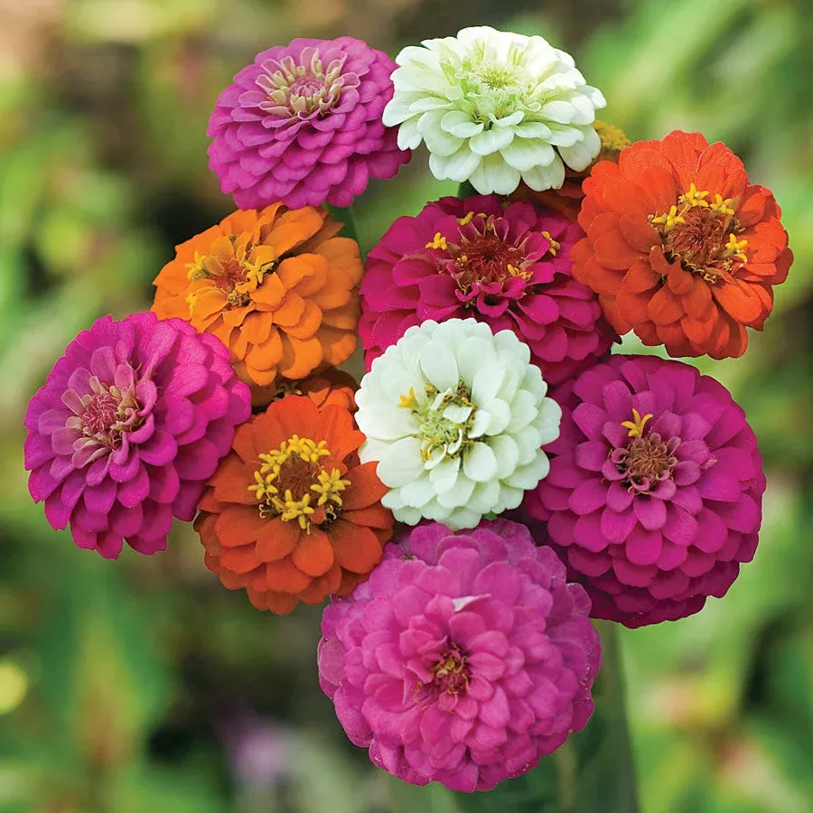 bordeaux-mix-pumila-zinnia Bordeaux Mix Pumila Zinnia