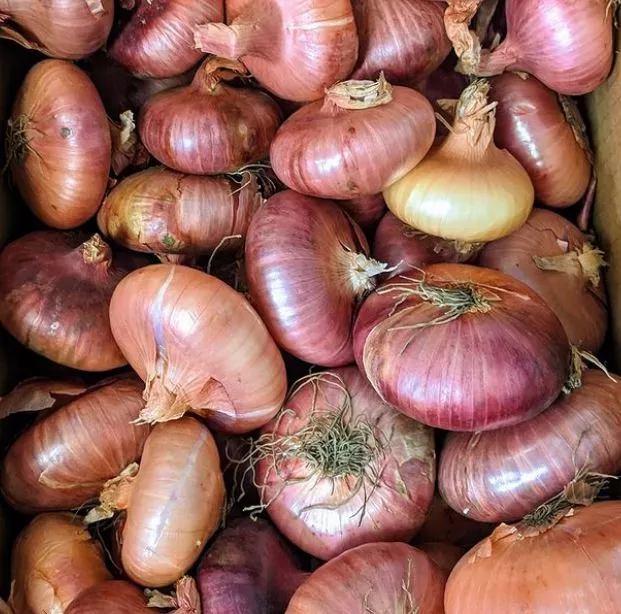 borettana-cipollini-onion Borettana Cipollini Onion