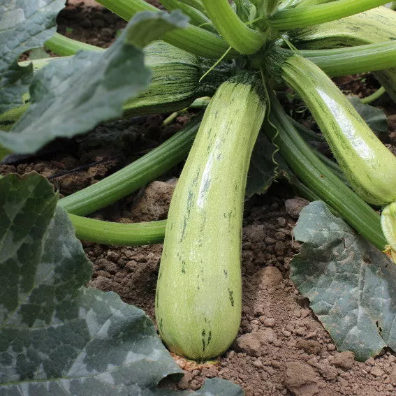 bossa-nova-hybrid-squash Bossa Nova Hybrid Squash