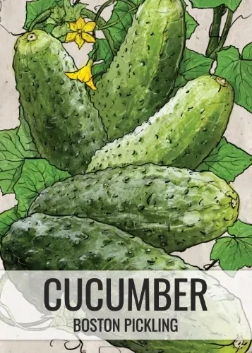 boston-pickling-cucumber-seeds-planting-cucumis-sativus Boston Pickling Cucumber Seeds For Planting (Cucumis sativus)