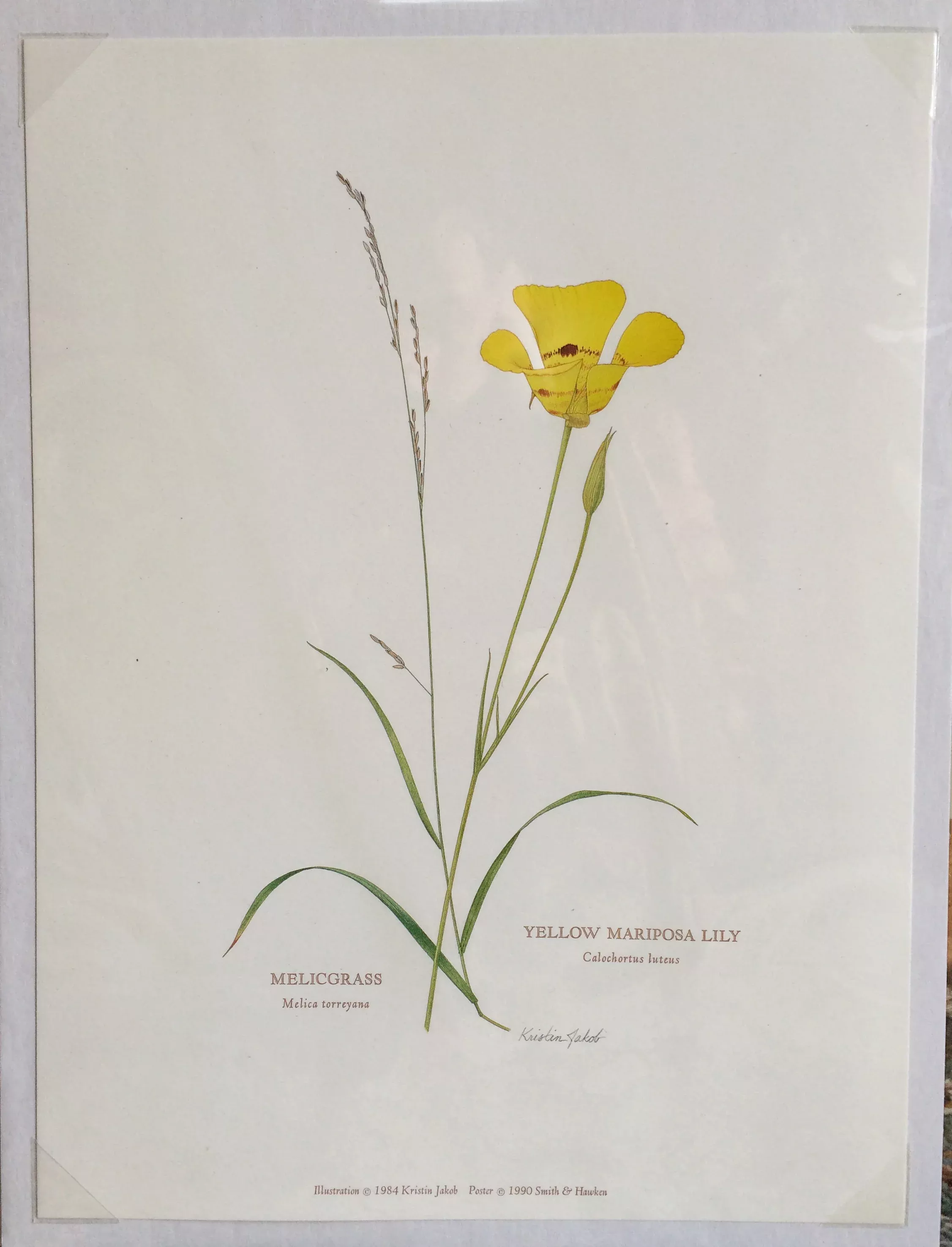 Botanical Print - Mariposa Lilly