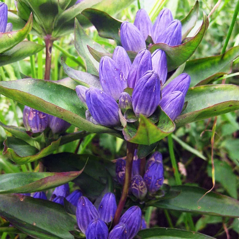 bottle-gentian-seeds Bottle Gentian Seeds