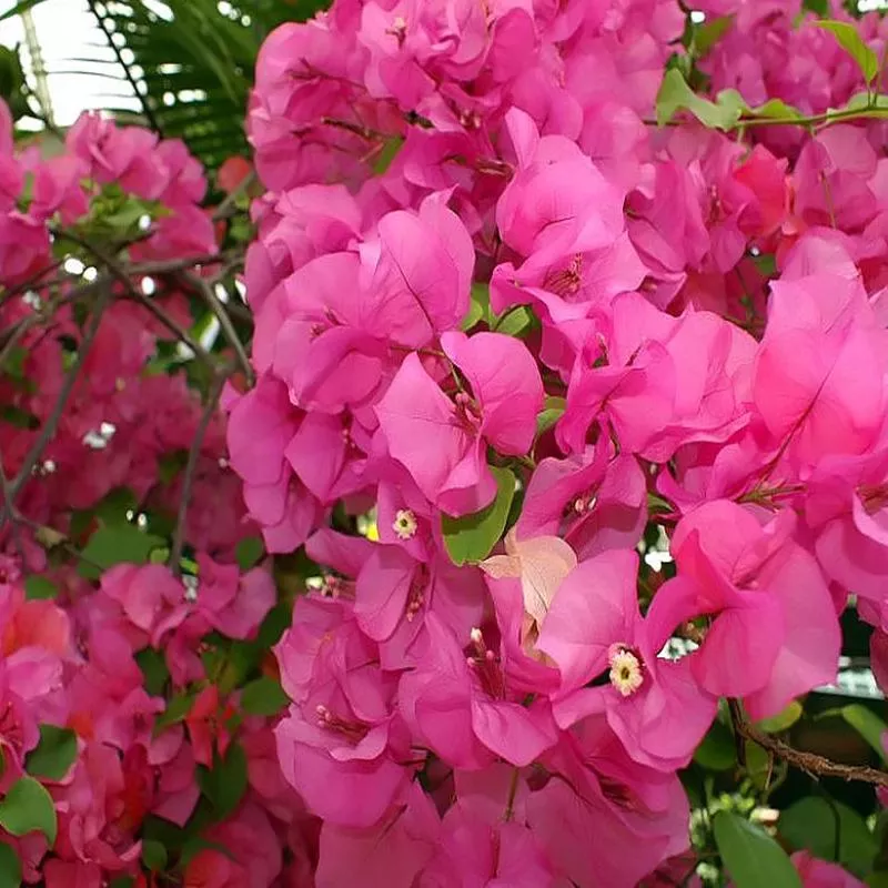 bougainvillea-james-walker Bougainvillea 'James Walker'