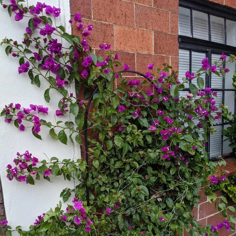 bougainvillea-royal-purple Bougainvillea 'Royal Purple'